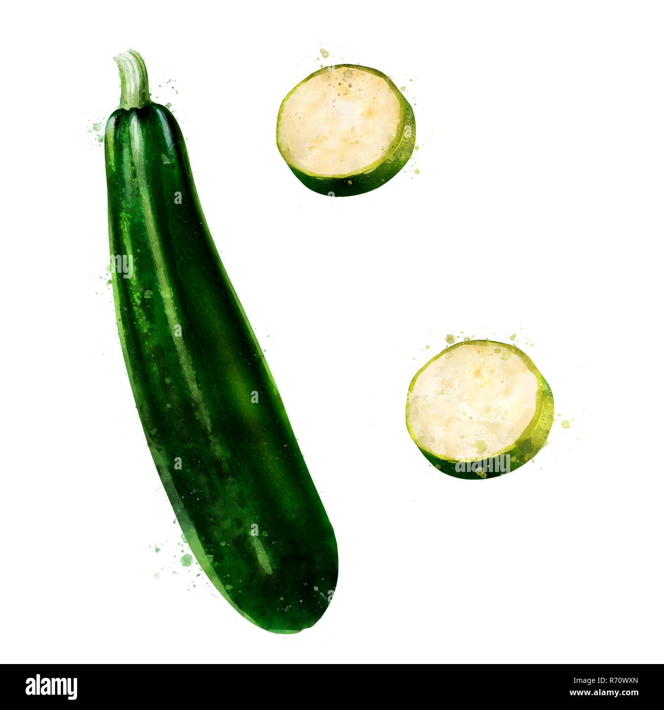 Zucchini aquarellillustration -Fotos und -Bildmaterial in hoher ...