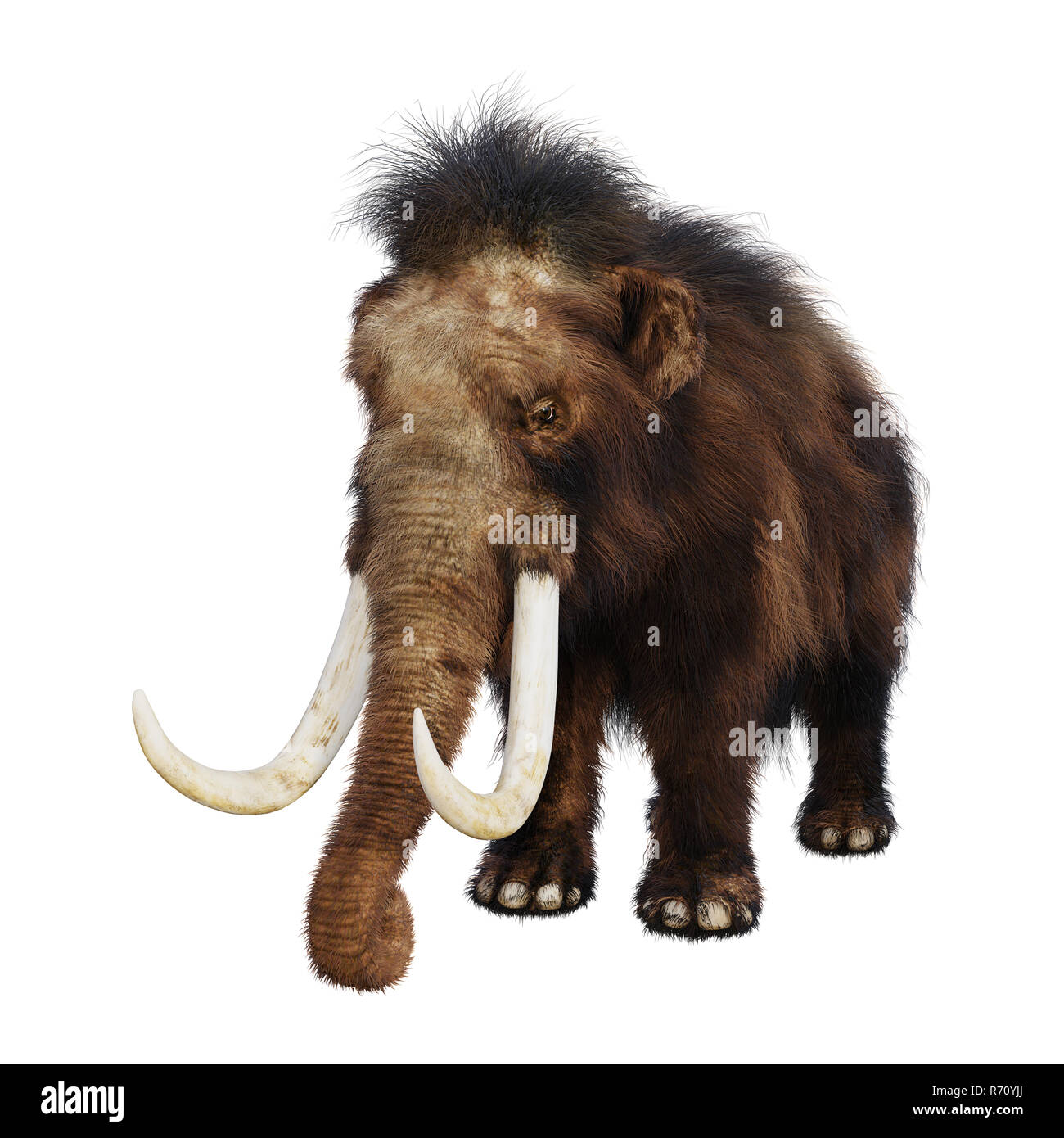 3D-Rendering Mammuts auf Weiß Stockfoto