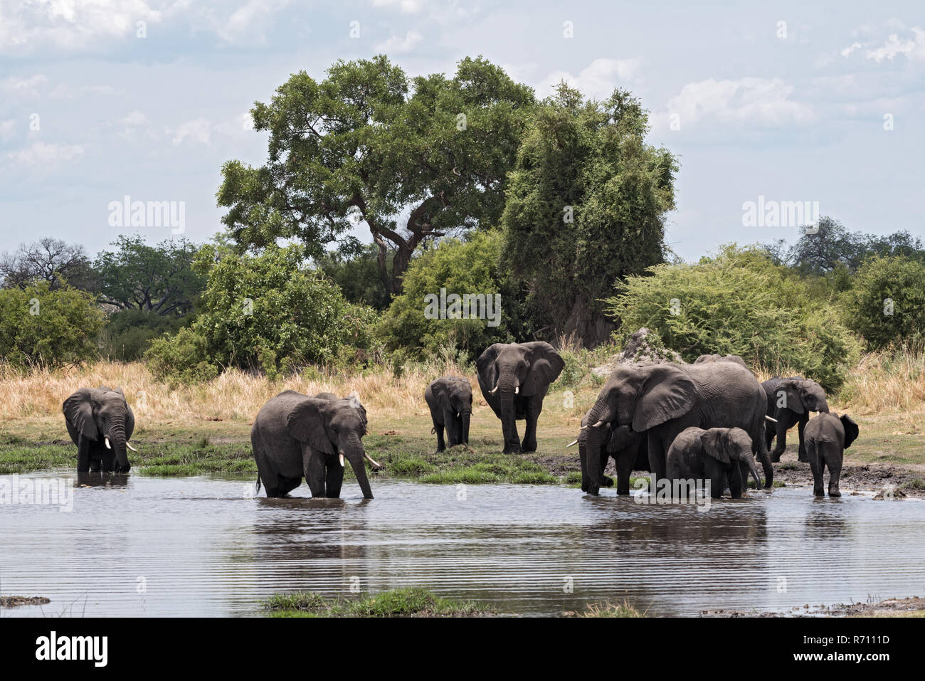 Elefant Gruppe, die Badewanne und Trinken an einer Wasserstelle im Chobe National Park, Botswana Stockfoto