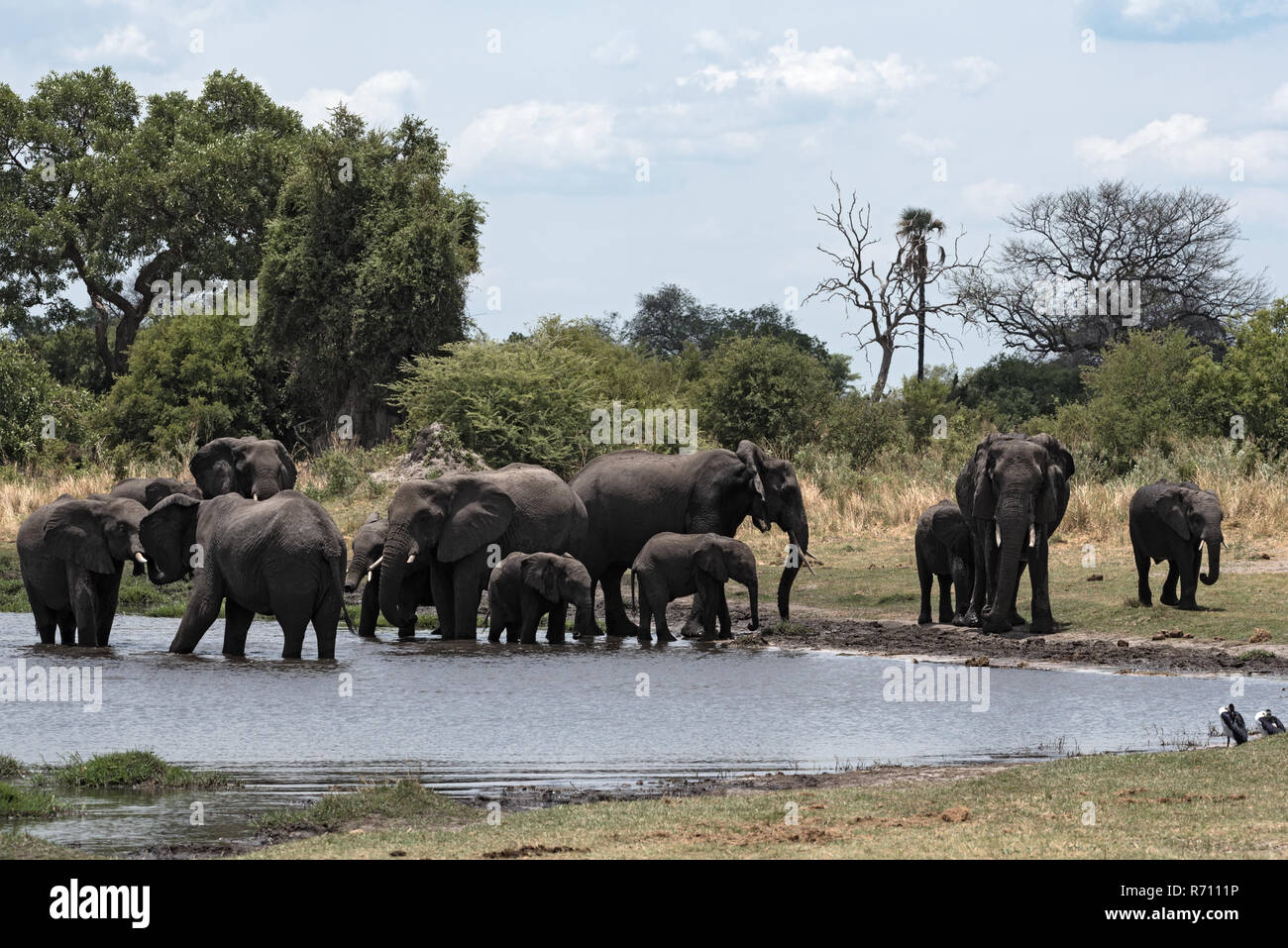 Elefant Gruppe, die Badewanne und Trinken an einer Wasserstelle im Chobe National Park, Botswana Stockfoto