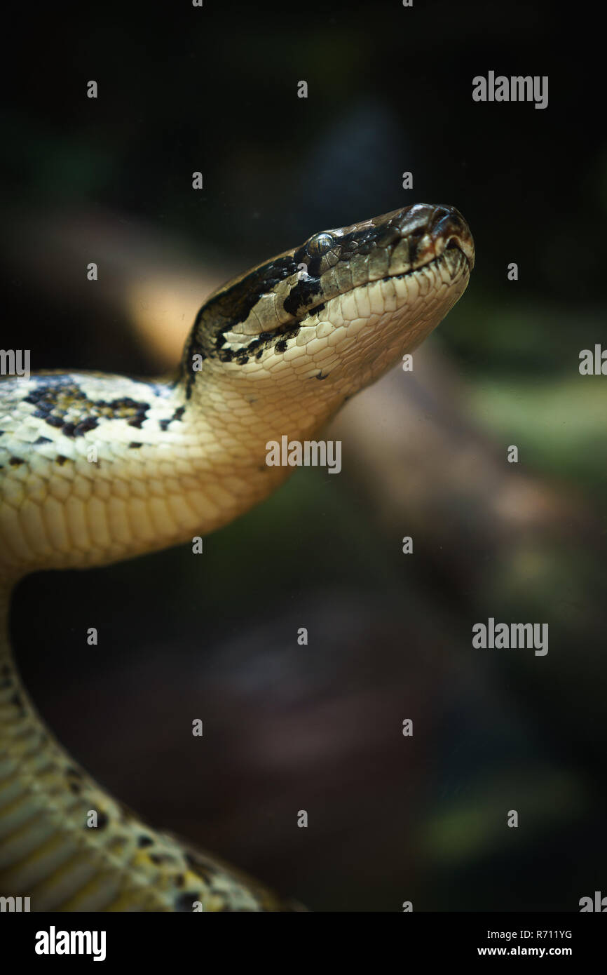 Kopf einer Python Stockfoto