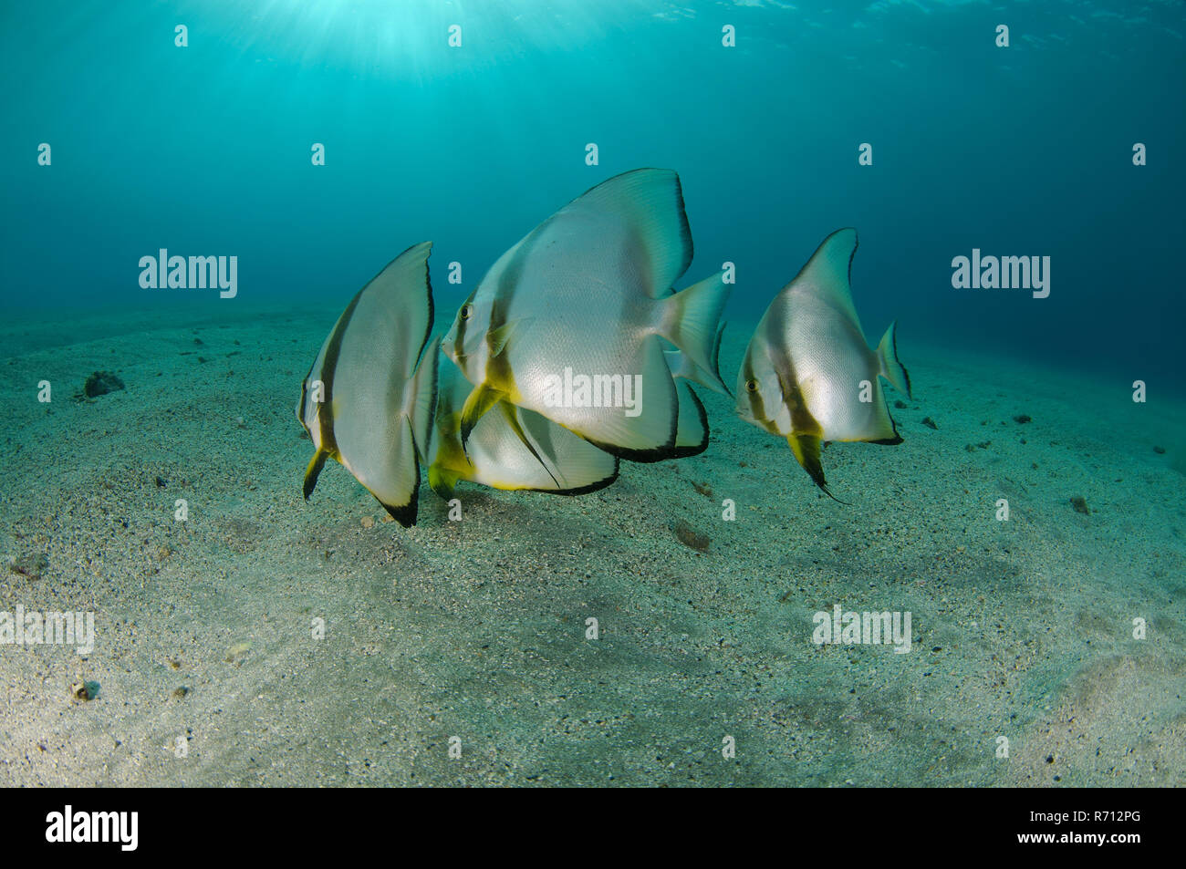 Orbicular Fledermausfischen (Platax orbicularis) auf sandigem Meeresgrund, Rotes Meer, Marsa Alam, Abu Dabab, Ägypten Stockfoto