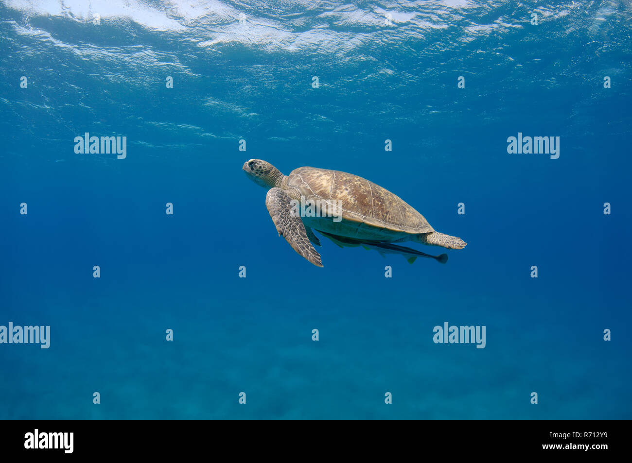 Suppenschildkröte (Chelonia mydas) schwimmen nach oben in blauem Wasser, Rotes Meer, Marsa Alam, Abu Dabab, Ägypten Stockfoto