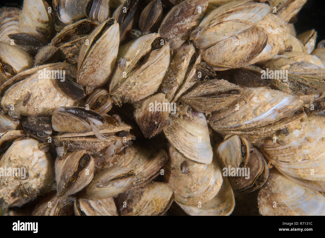 Dreikantmuscheln (Dreissena polymorpha), Kolonie, aleksandrovskiy Granitsteinbruch, Ukraine Stockfoto