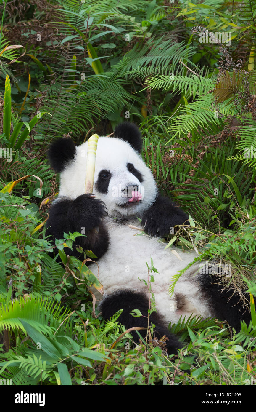 Panda (Ailuropoda lalage), 2 Jahre, sich ausruhen, China Erhaltung und Forschung Zentrum für der Panda, Chengdu Stockfoto