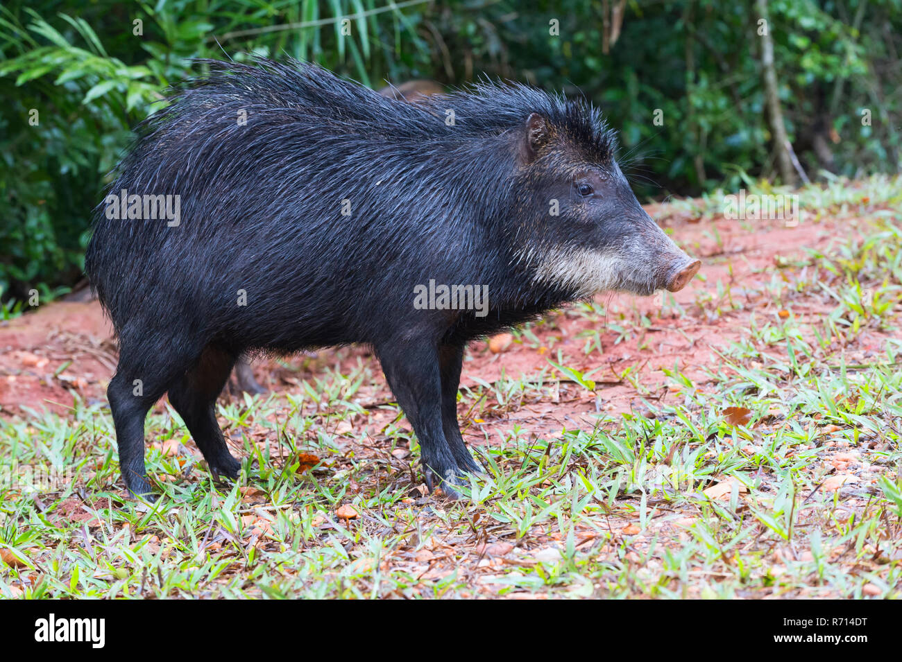 Weißlippen-Peccary (Tayassu Pecari), Mato Grosso do Sul, Brasilien Stockfoto