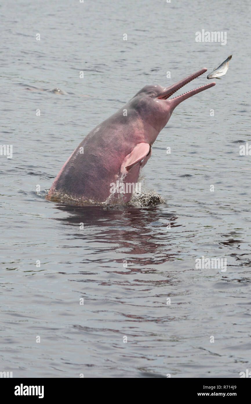 Amazon River Dolphin, Boto oder Rosa Amazon Dolphin (Inia geoffrensis),  Jagd in den Rio Negro, Manaus, Amazonas, Brasilien Stockfotografie - Alamy