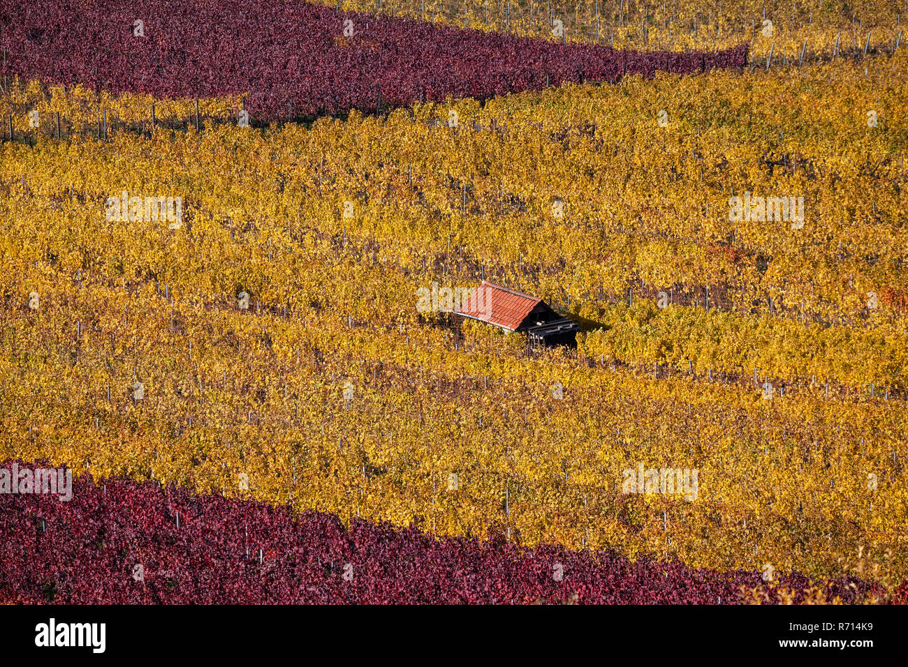 Weinbau, Weinberge mit Reben, Herbstfärbung, Schriesheim, Baden-Württemberg, Deutschland Stockfoto