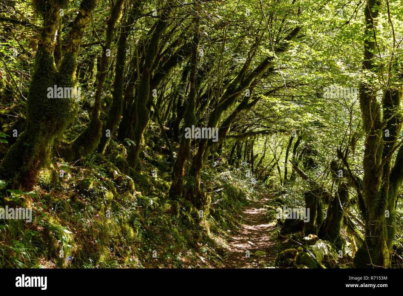 Wanderweg in dichter Vegetation, Wald, Mrtvica Schlucht, nahe Kolasin, Montenegro Stockfoto