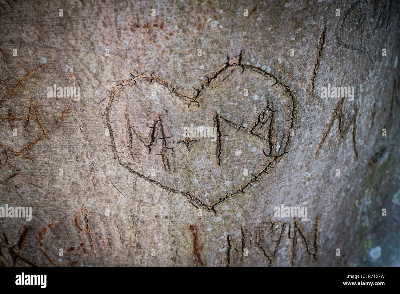 Herz geschnitzt in einen Baum mit den Buchstaben M und M, Visby, Gotland, Schweden Stockfoto