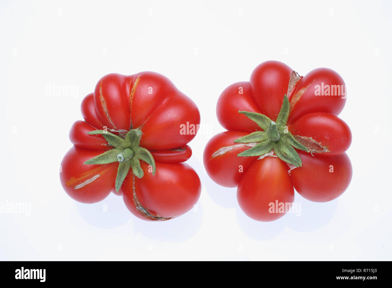 Tomaten, Reisetomate oder Reisende Tomatensorte Stockfoto