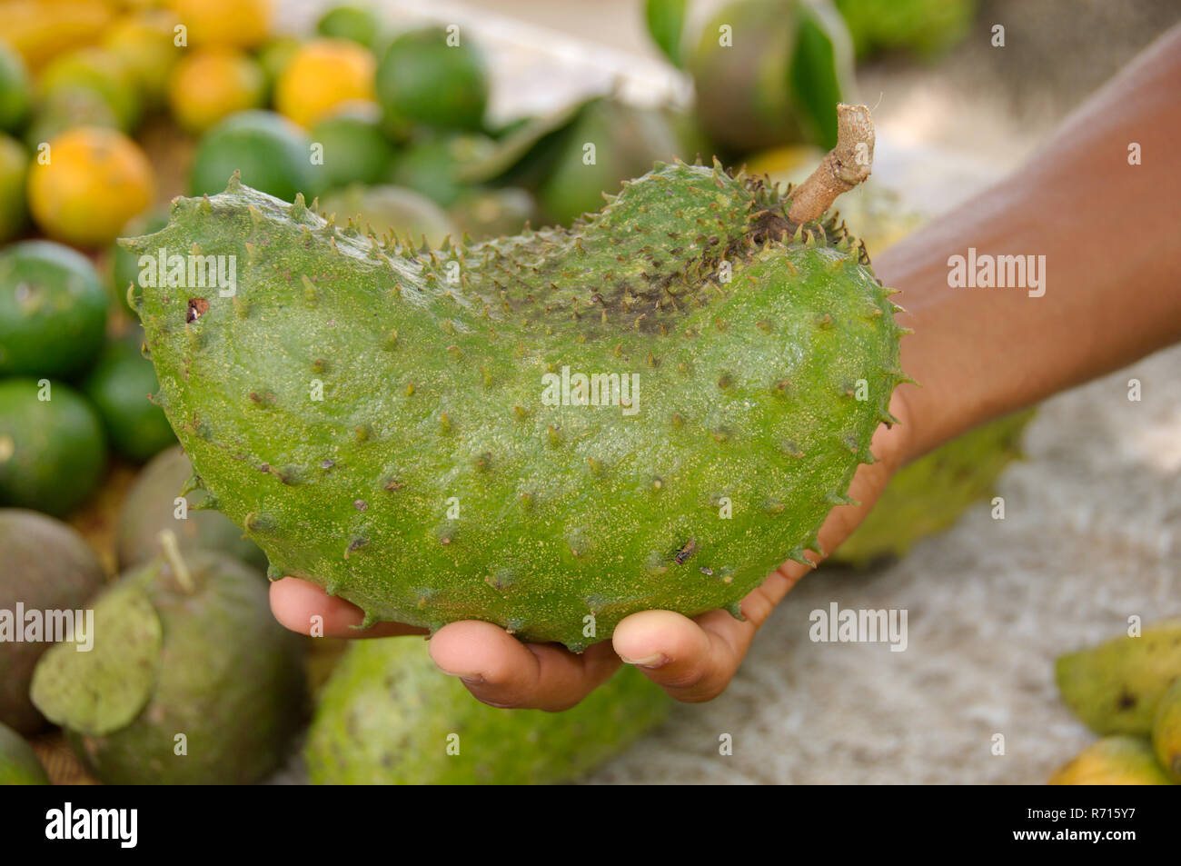 Soursop Obst (Annona muricata) in einer männlichen Hand, Mahe Island, Seychellen Stockfoto