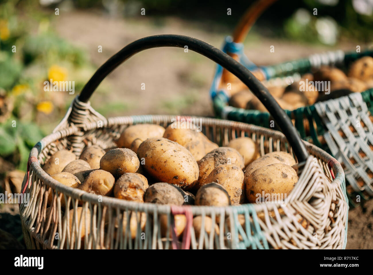 Bio Kartoffeln im Korb auf dem Boden des Vegetable-Garden. Herbst Ernte von Kartoffeln. Stockfoto