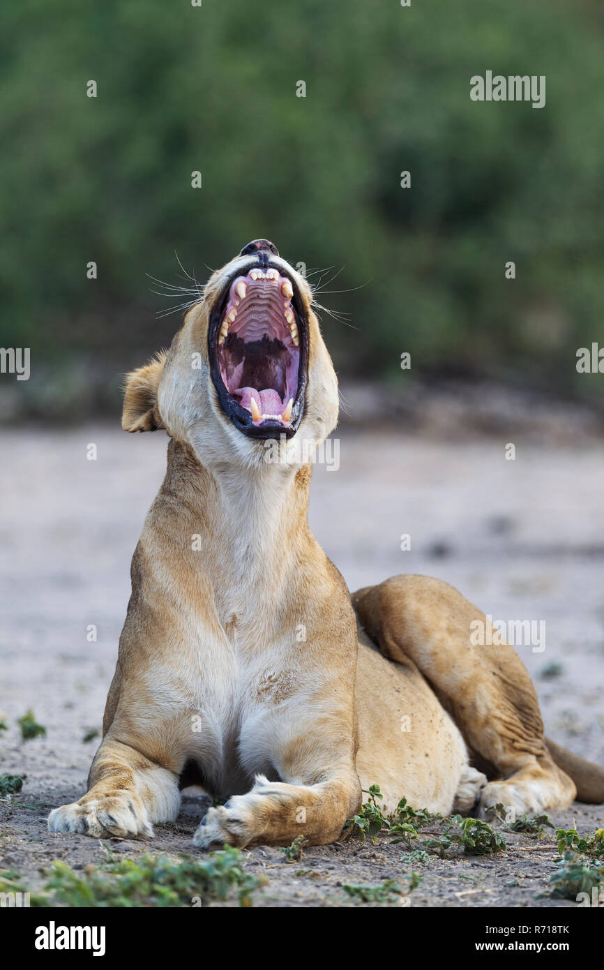 Löwe (Panthera leo), gähnen Weiblich, Chobe National Park, Botswana Stockfoto