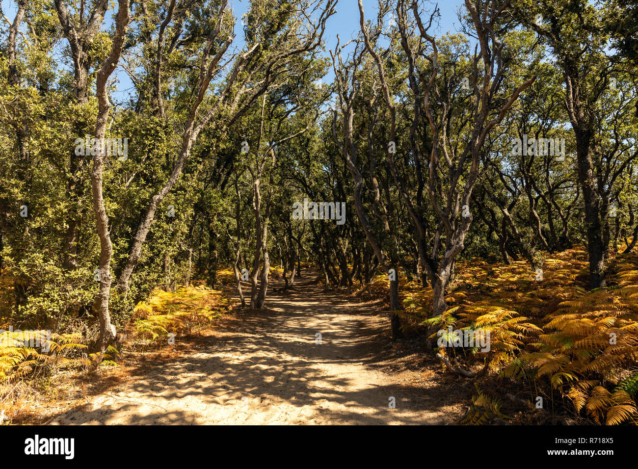 Sandigen Trail im Wald von Veillon am Pointe du Payre (Talmont-Saint-Hilaire, Frankreich) Stockfoto