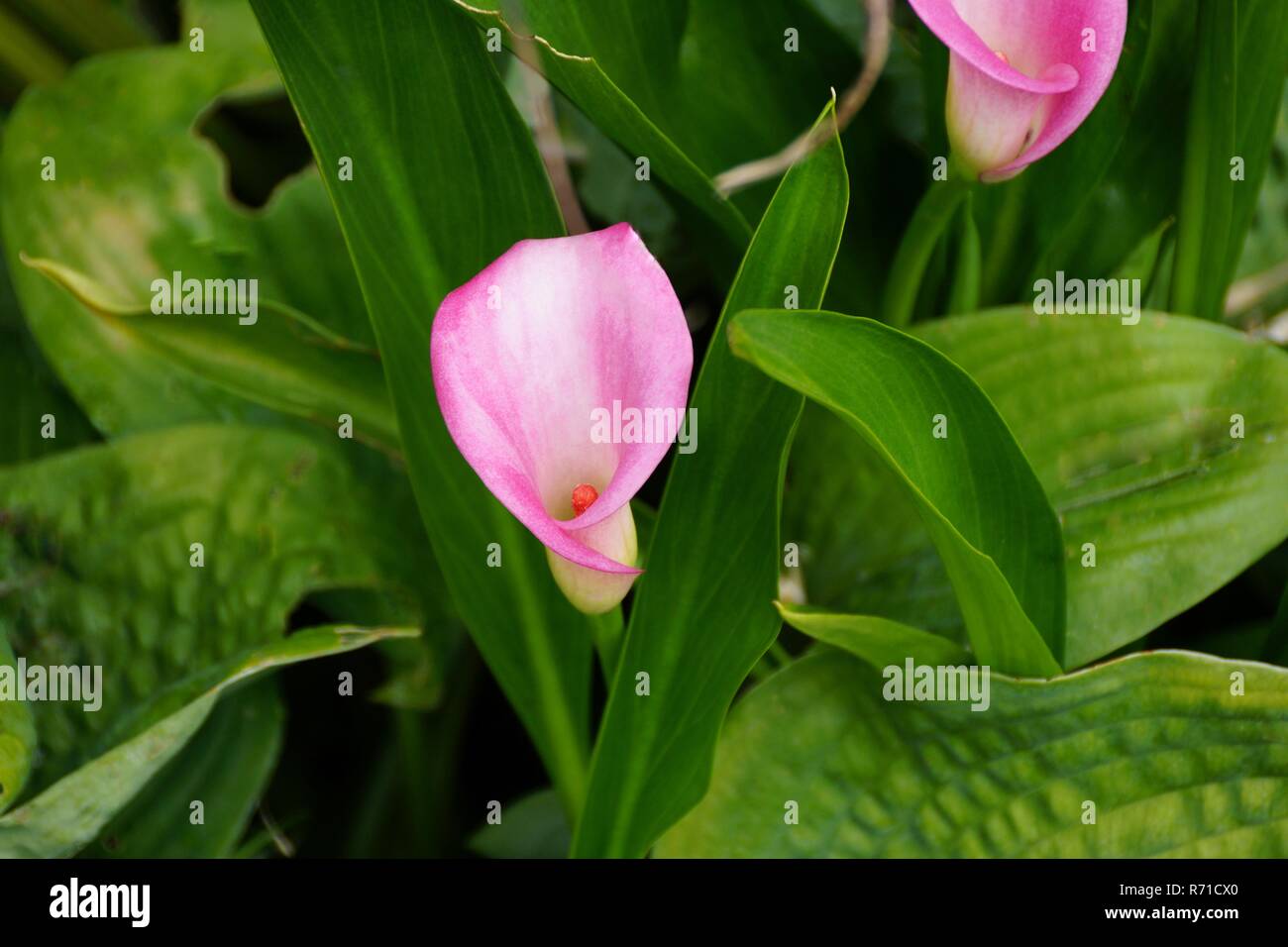 Blumen in Island gefunden Stockfoto