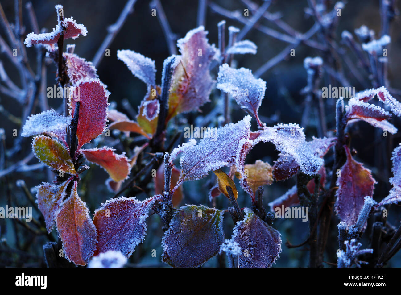 Textur Hintergrund, Muster. Frost auf die Zweige von Gras. Eine Kaution von kleinen weißen Eiskristallen gebildet, auf dem Boden oder auf anderen Oberflächen Wenn die Tempe Stockfoto