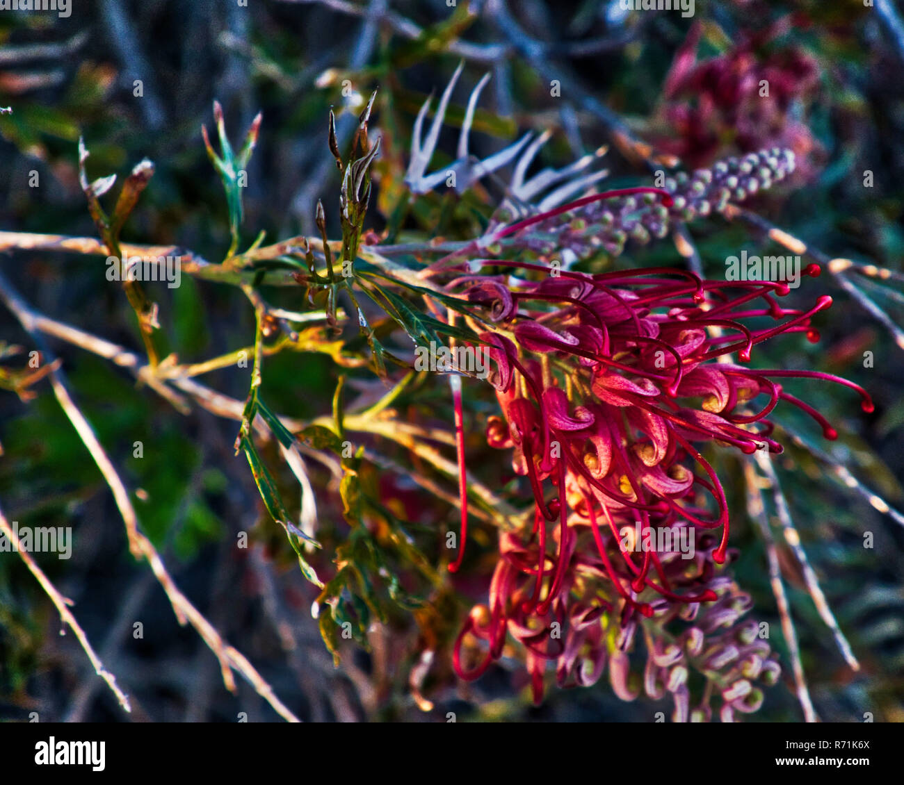 Grevillea Frühling wildflower Stockfoto