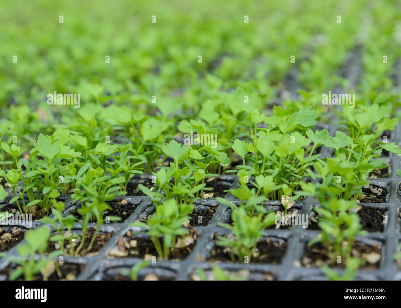 Chinesischer Sellerie Setzlinge pflanzen in der Gärtnerei Stockfotografie -  Alamy