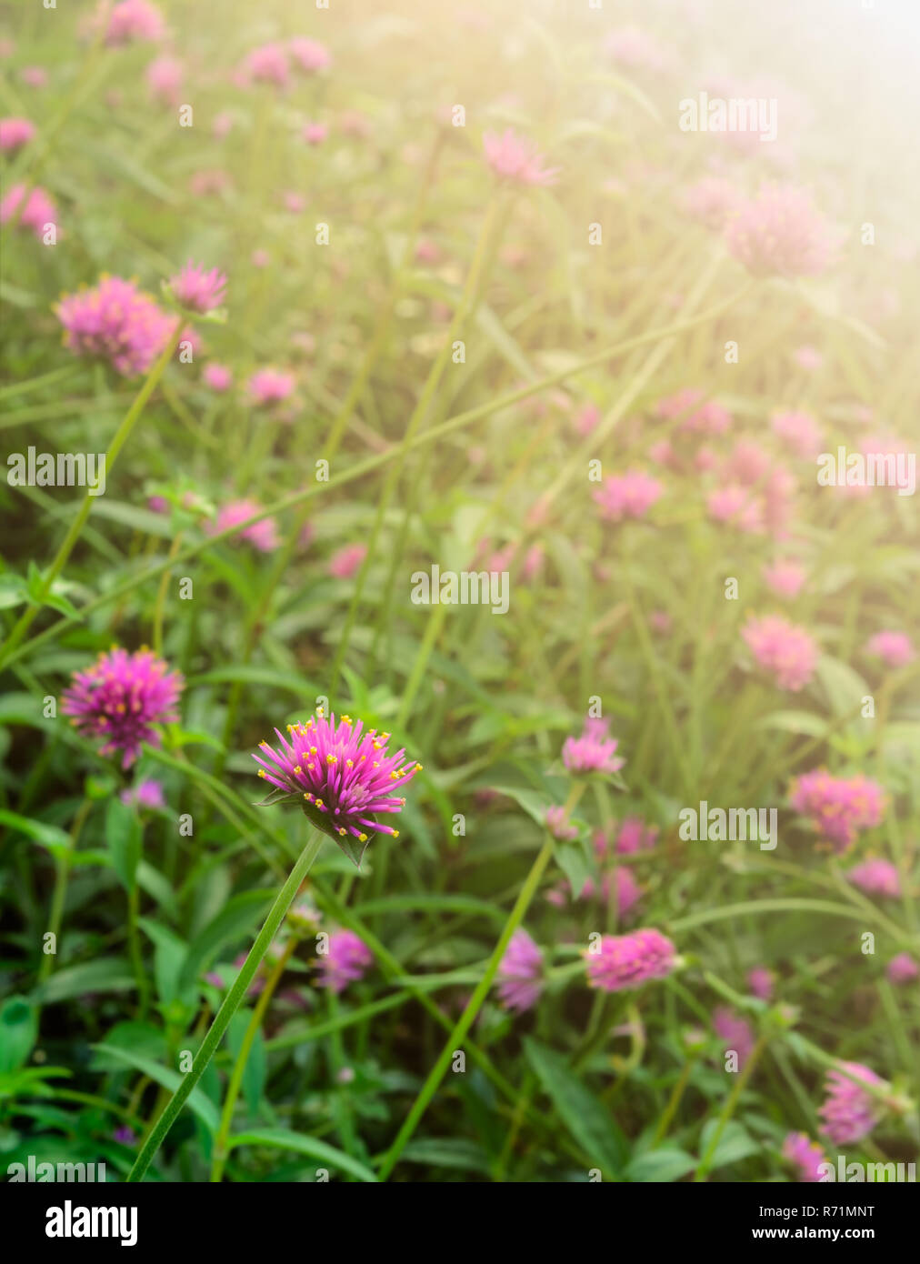 Gomphrena Nana oder Globe amaranth Blumen Garten mit Sonnenlicht Stockfoto
