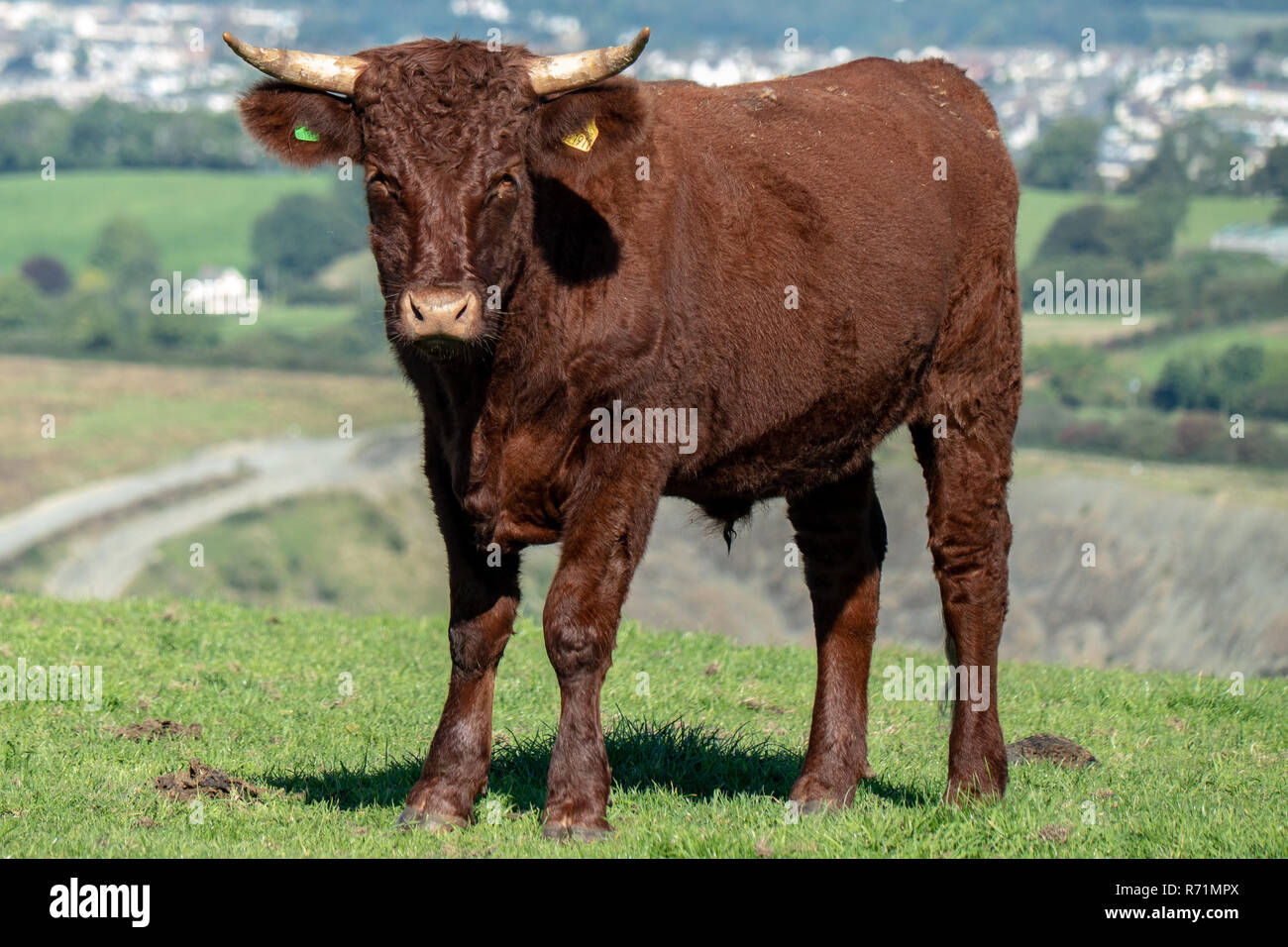 Braun Kuh in Nord Deveon, England Stockfoto