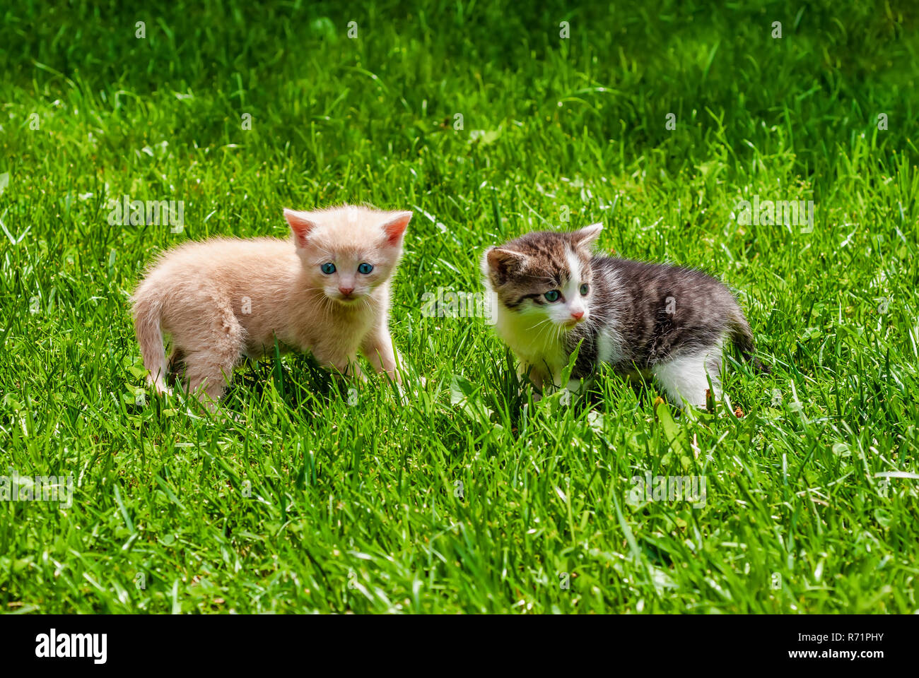 Zwei Kätzchen, gelb und braun weiß, Im Gras stehen an einem sonnigen Tag. Stockfoto