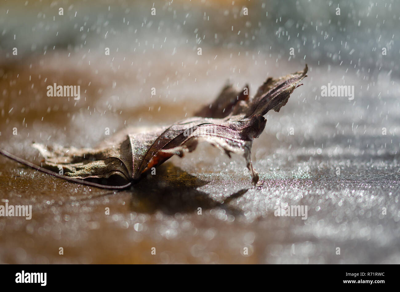 Eine getrocknete Blatt im Regen und helle bokeh Hintergrund, enge Tiefenschärfe, Stockfoto