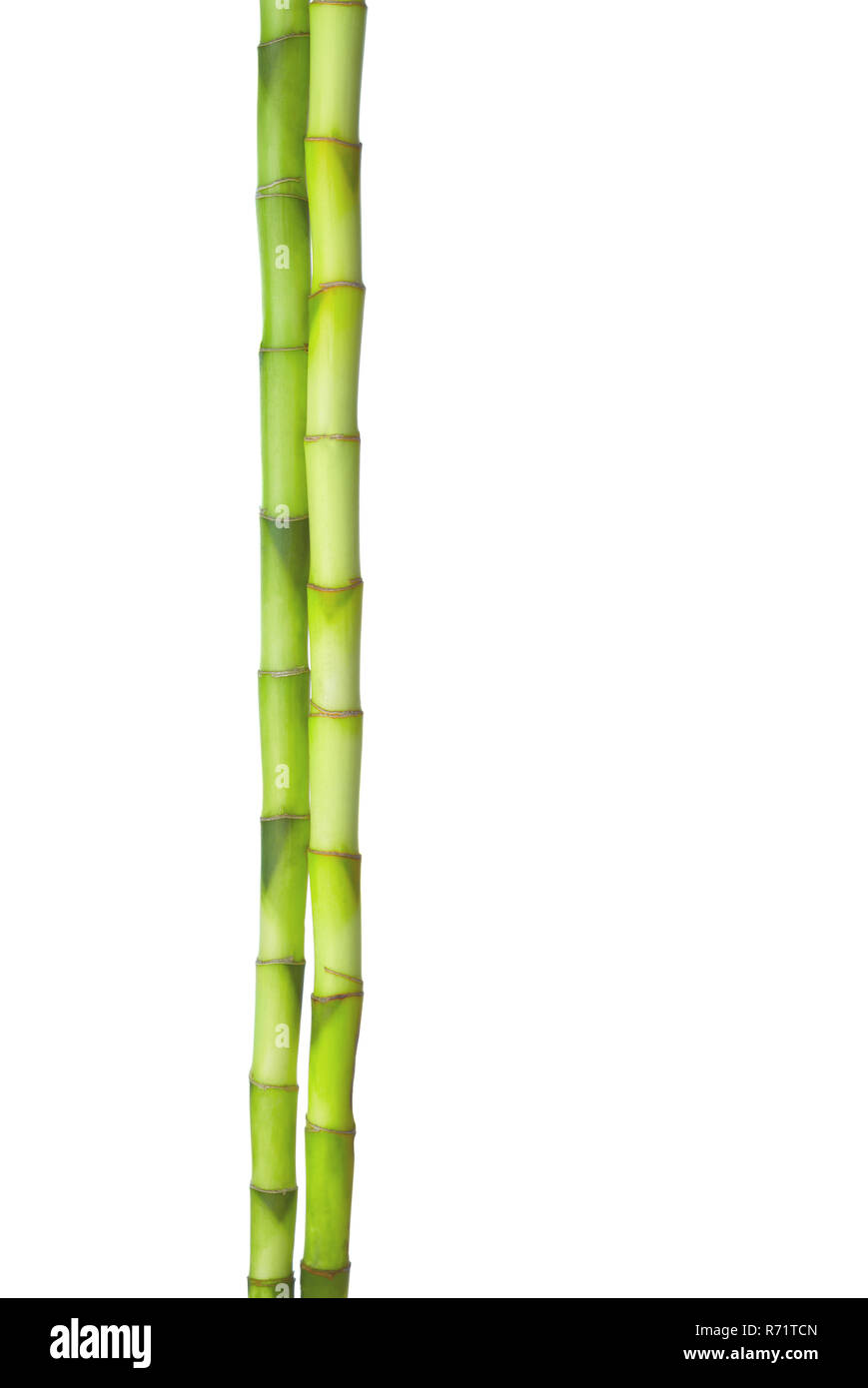 Zwei Zweige Bambus auf weißem Hintergrund. Stockfoto