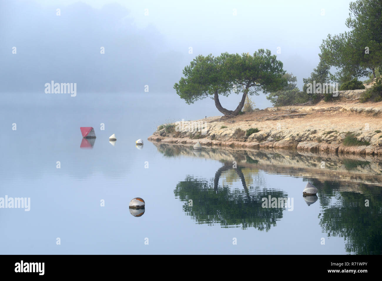 Spiegelbild oder reflektierte Bild eines einzigen Baum am Ufer von Esparron See, in den Schluchten des Verdon Park, Alpes-de-Haute-Provence Provence Frankreich Stockfoto