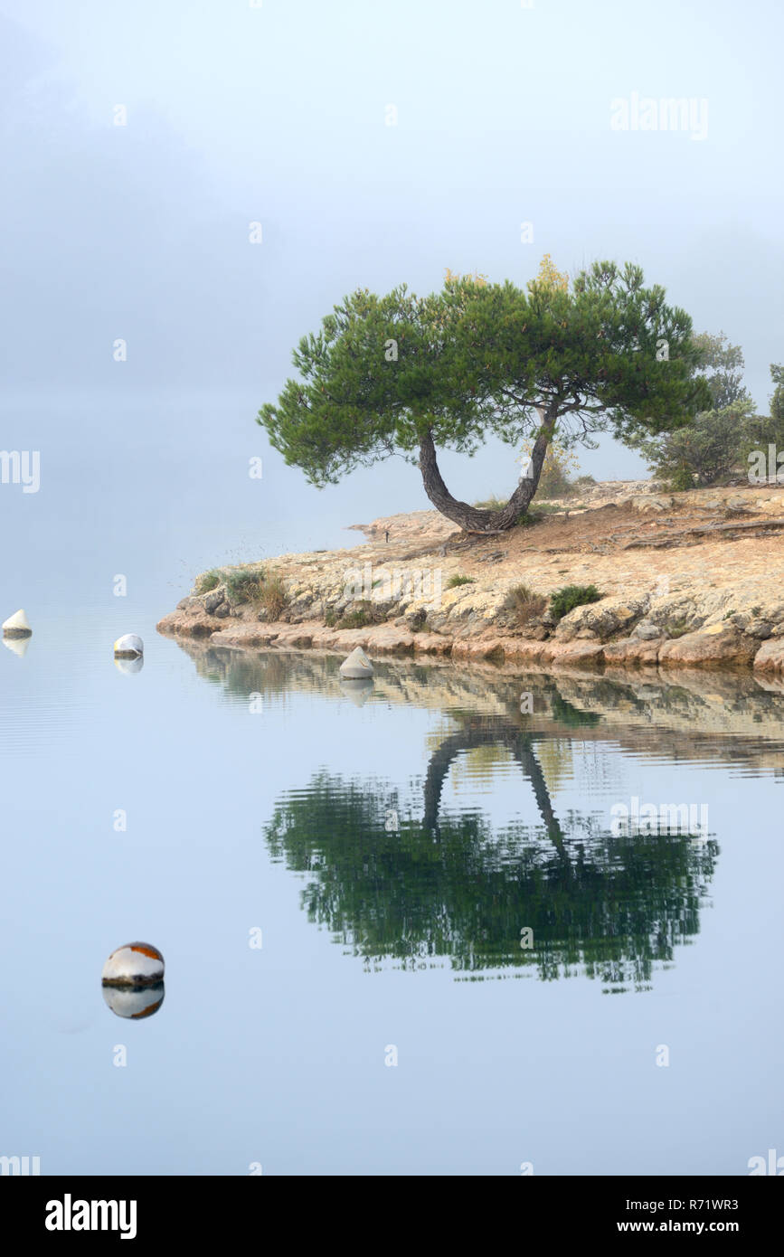 Spiegelbild oder reflektierte Bild eines einzigen Baum am Ufer von Esparron See, in den Schluchten des Verdon Park, Alpes-de-Haute-Provence Provence Frankreich Stockfoto