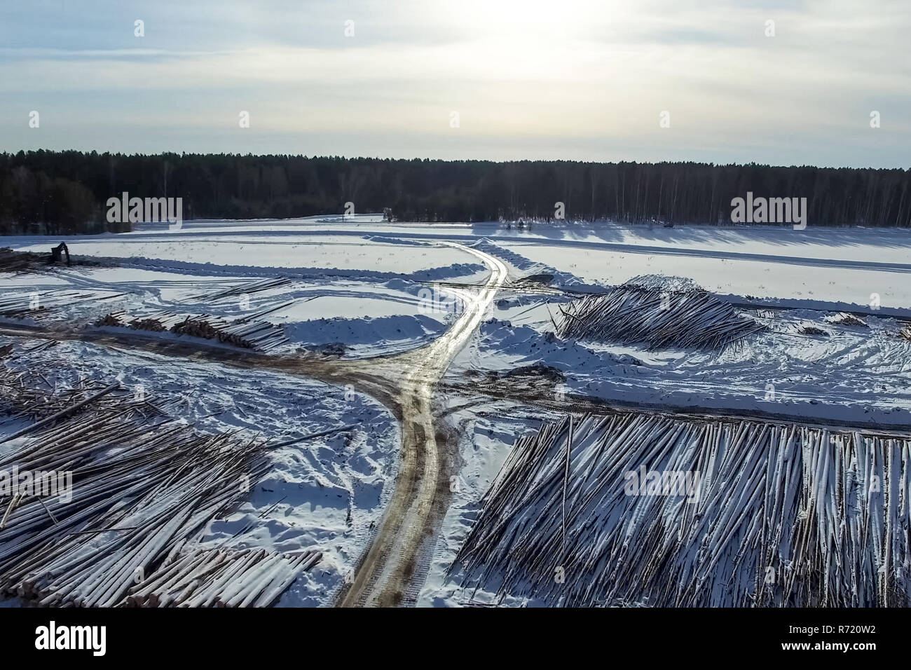 Die gefällten Bäume liegen unter freiem Himmel. Die Entwaldung in Russland. Die Zerstörung der Wälder in Sibirien. Ernte von Holz Stockfoto