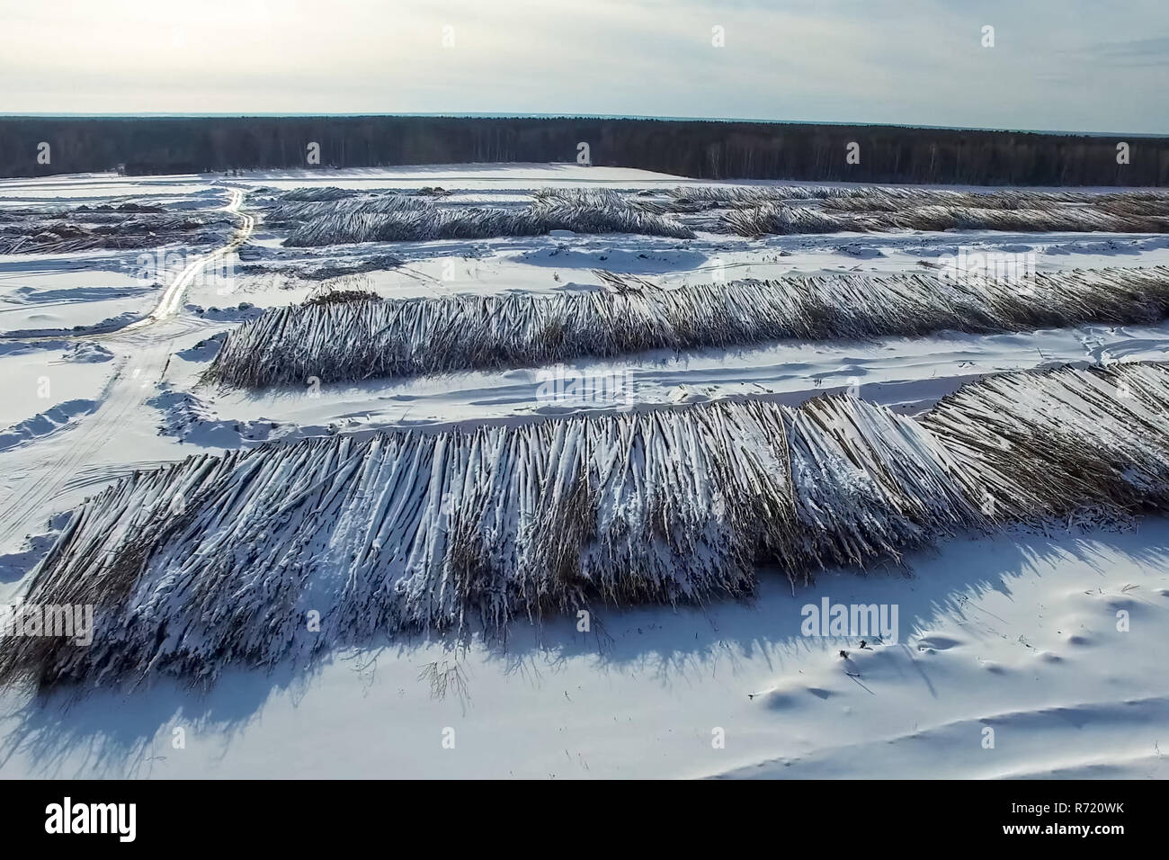 Die gefällten Bäume liegen unter freiem Himmel. Die Entwaldung in Russland. Die Zerstörung der Wälder in Sibirien. Ernte von Holz Stockfoto