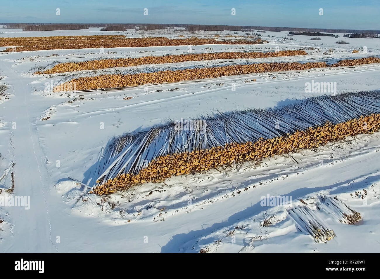 Die gefällten Bäume liegen unter freiem Himmel. Die Entwaldung in Russland. Die Zerstörung der Wälder in Sibirien. Ernte von Holz Stockfoto