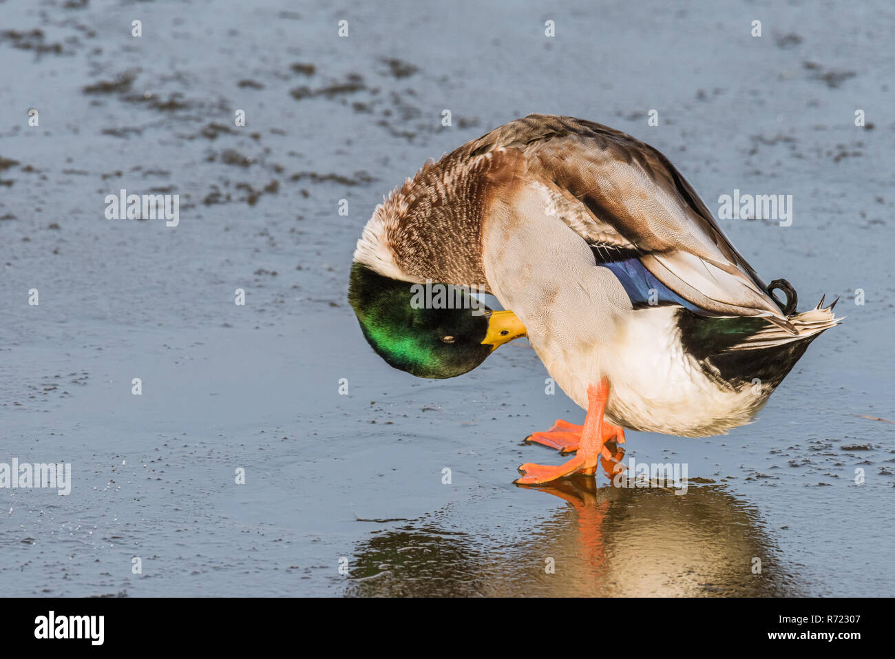 Ein männlicher gemeinsame Stockente (Anas platyrhynchos) ist das Putzen seine Federn beim Stehen auf einem zugefrorenen See im Winter. Stockfoto