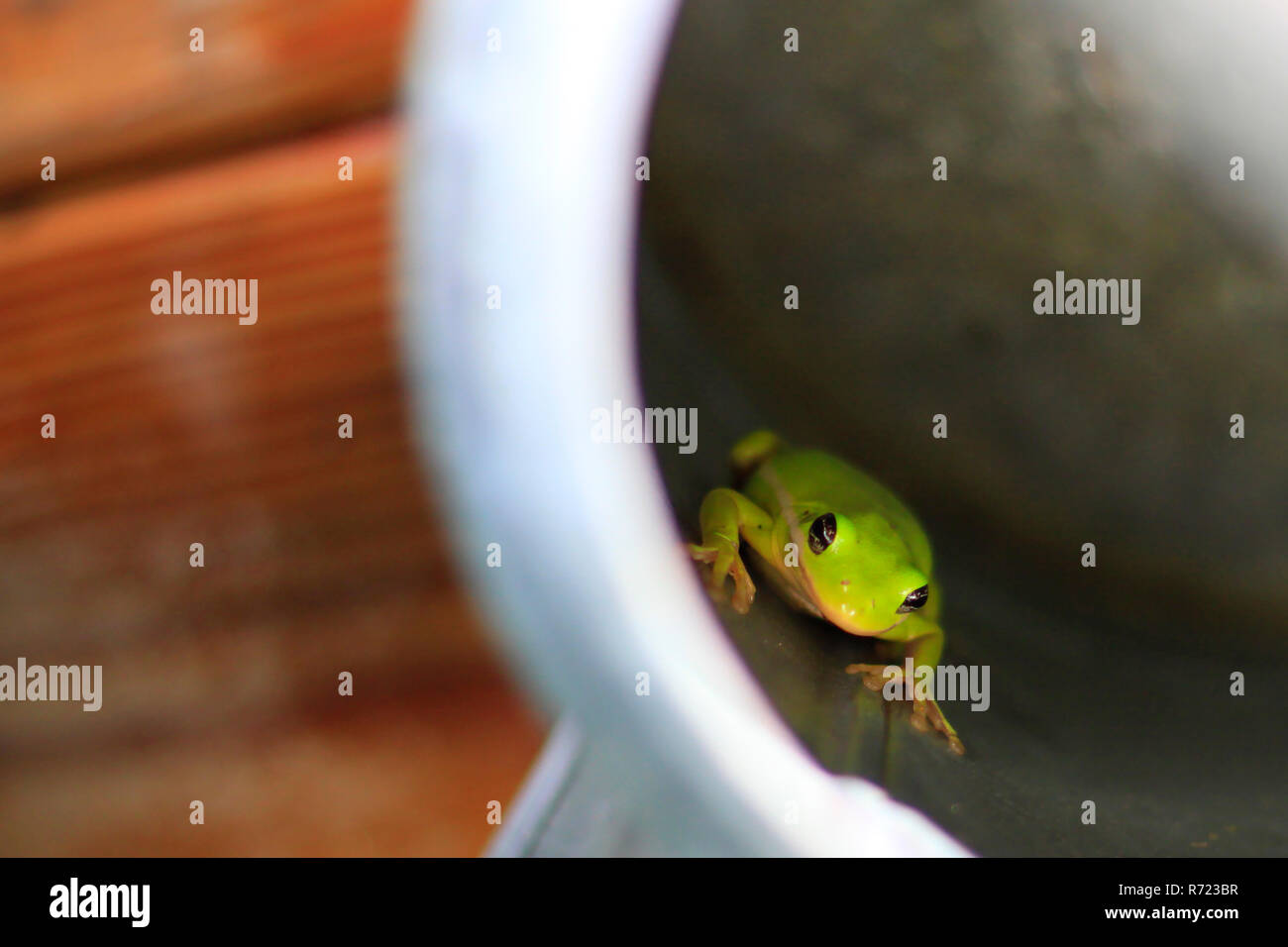 Amerikanischer Laubfrosch (hyla cinerea) in einer Gießkanne Stockfoto