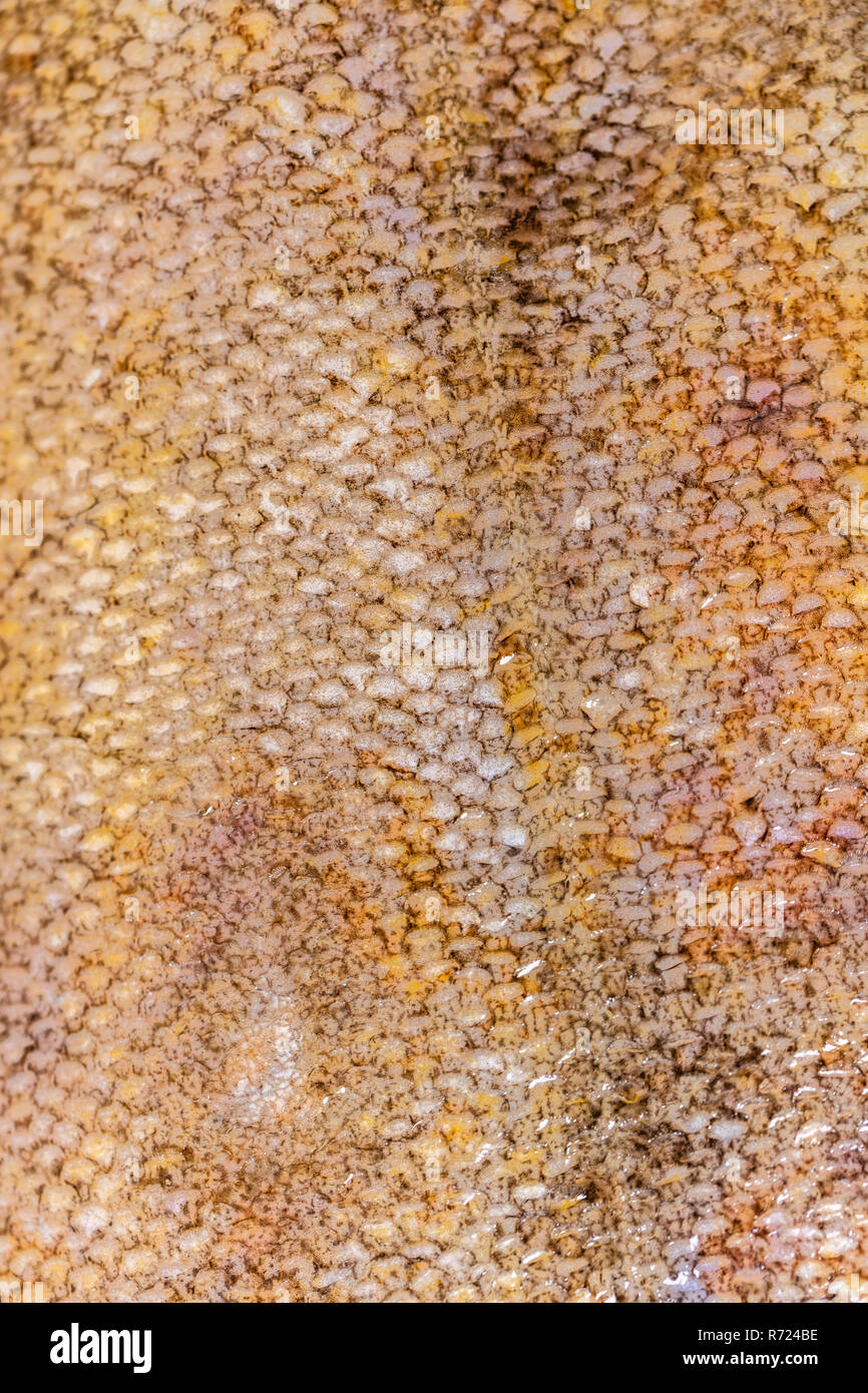 Essen Hintergrund, Flunder Fischschuppen Textur closeup Stockfoto