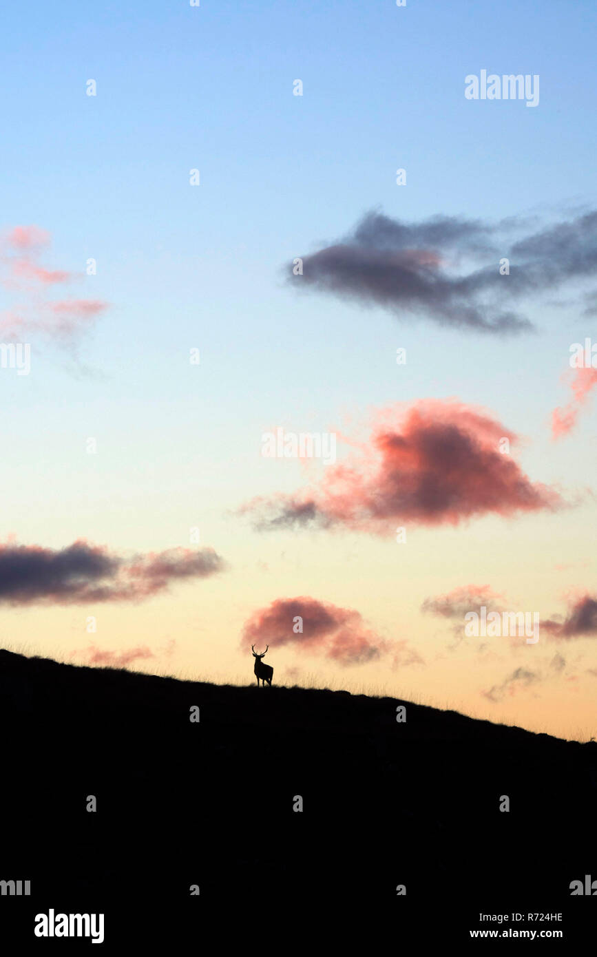 Hirsch Silhouette gegen einen Sonnenuntergang, Gruinard Bay, Wester Ross, North West Highland, Schottland, Großbritannien Stockfoto