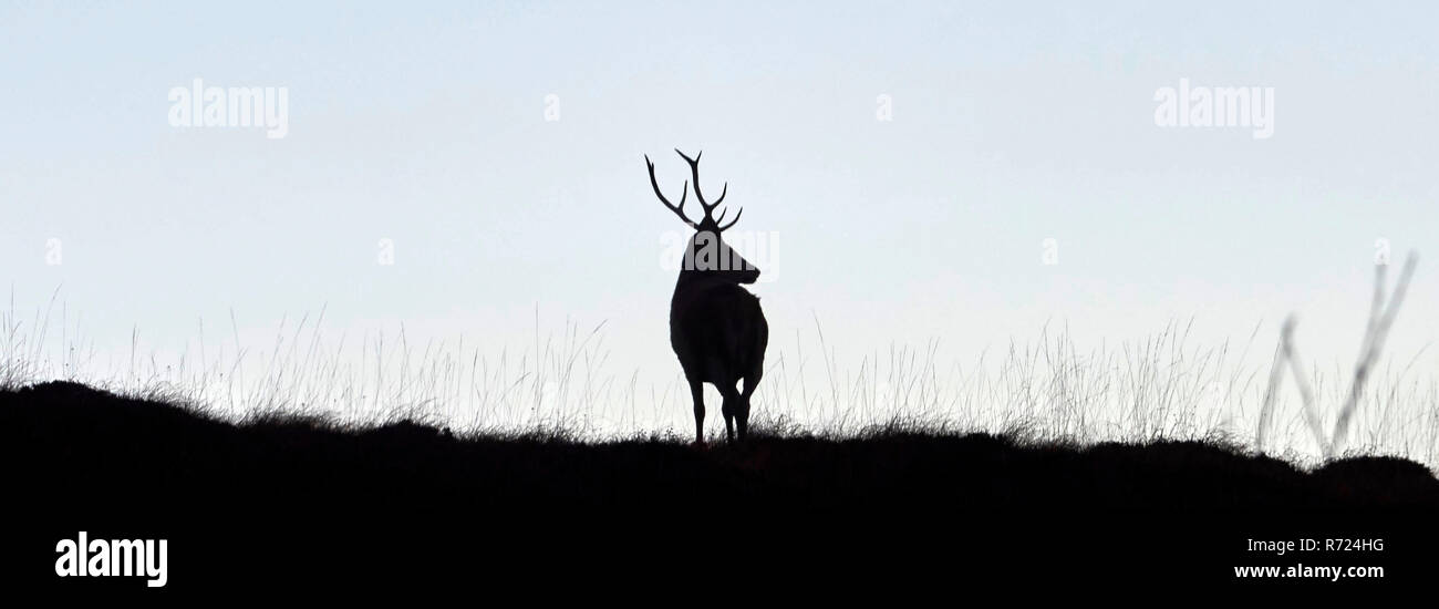 Hirsch Silhouette gegen einen Sonnenuntergang, Gruinard Bay, Wester Ross, North West Highland, Schottland, Großbritannien Stockfoto