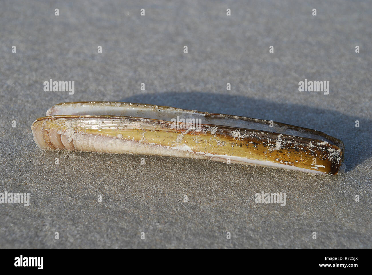 Atlantic jackknife Clam, Ensis directus, auch wie der Bambus clam, Amerikanische jackknife Clam oder Razor clam bekannt Stockfoto
