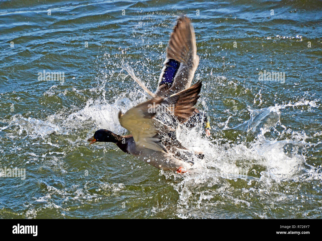 Stockenten kämpfen im Wasser auf Tring Stauseen UK Stockfoto