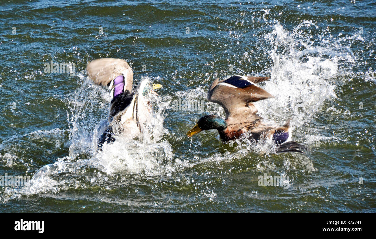 Stockenten kämpfen im Wasser auf Tring Stauseen UK Stockfoto