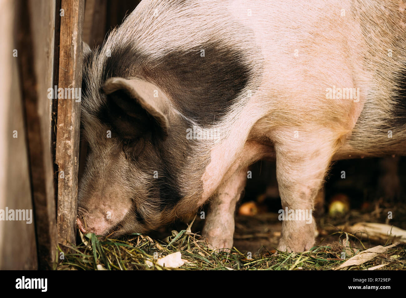 Haushalt eine große weiße Schwein in der landwirtschaftlichen Tierhaltung Hof. Schweinehaltung. Stockfoto