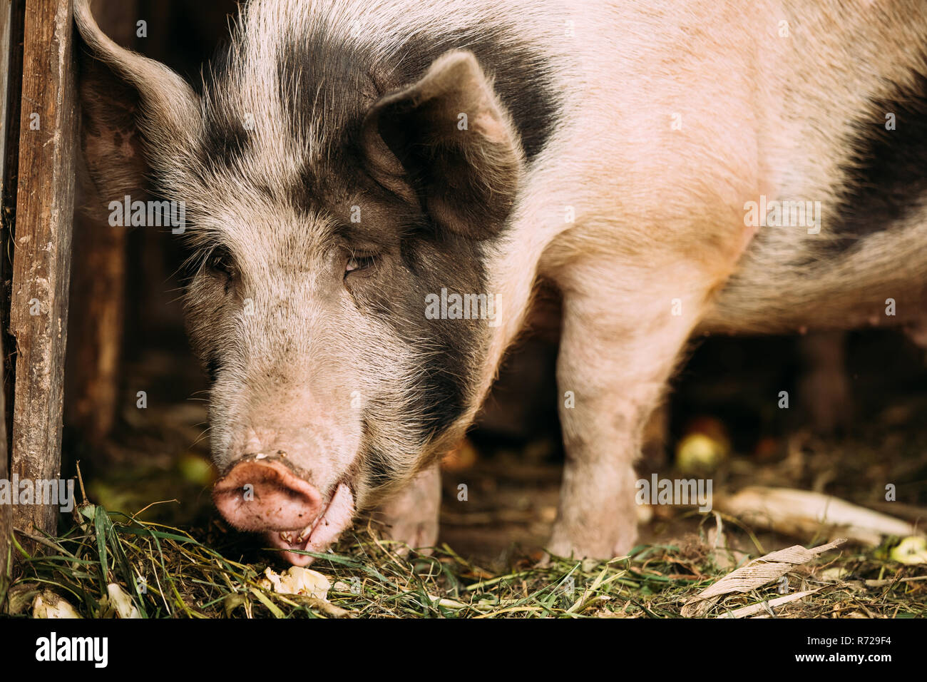 Haushalt eine große weiße Schwein in der landwirtschaftlichen Tierhaltung Hof. Schweinehaltung. Stockfoto