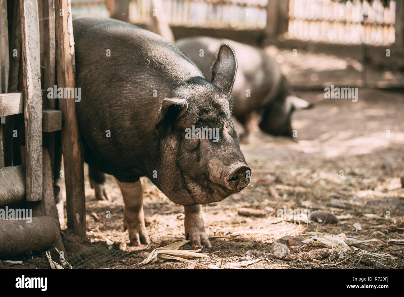 Haushalt eine große schwarze Schwein Juckt über Zaun in Hof. Schweinehaltung. Stockfoto