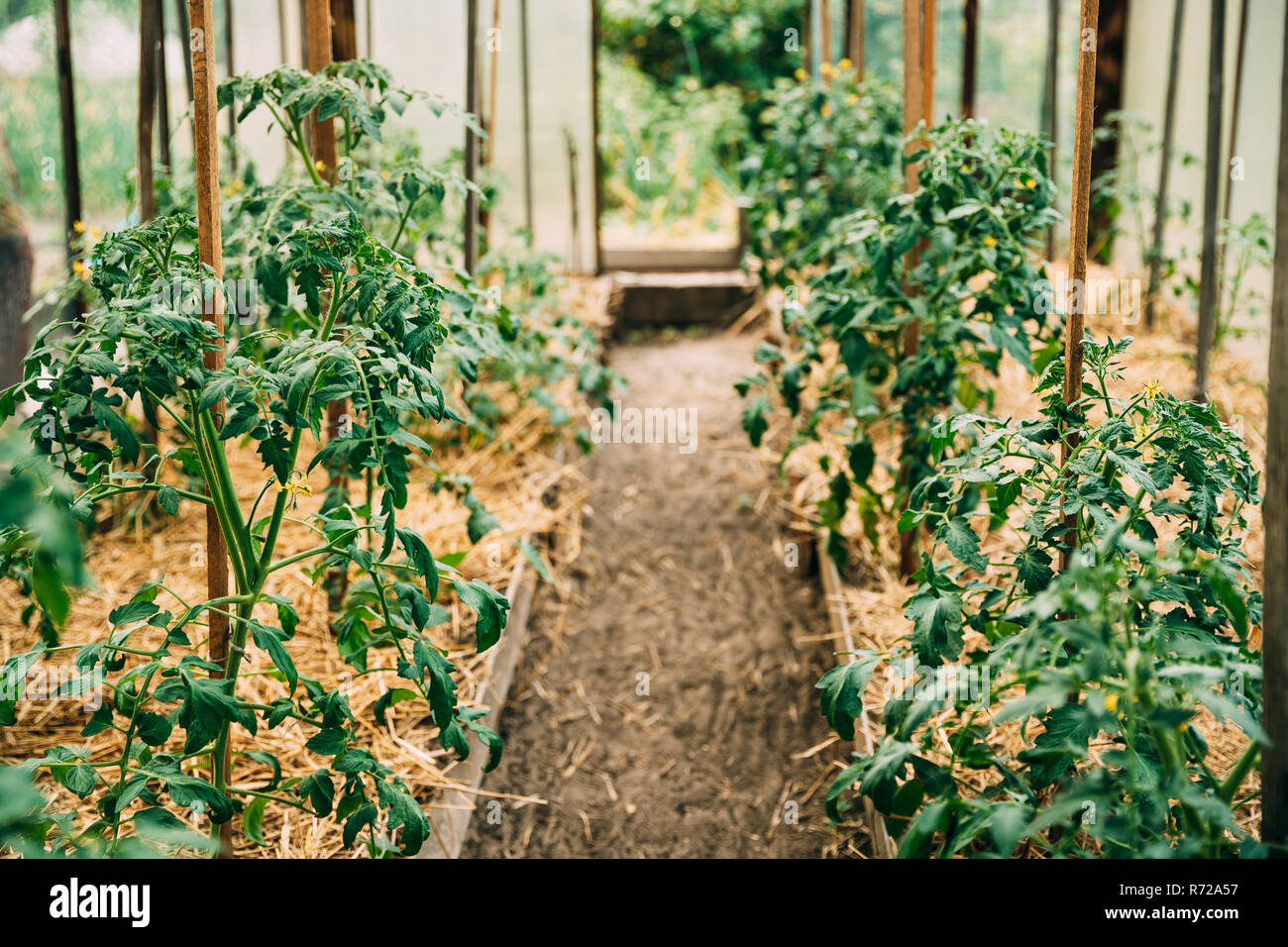 Tomaten Gemüse wachsen in der angehobenen Betten im Gemüsegarten oder Gewächshaus oder Gewächshaus. Stockfoto