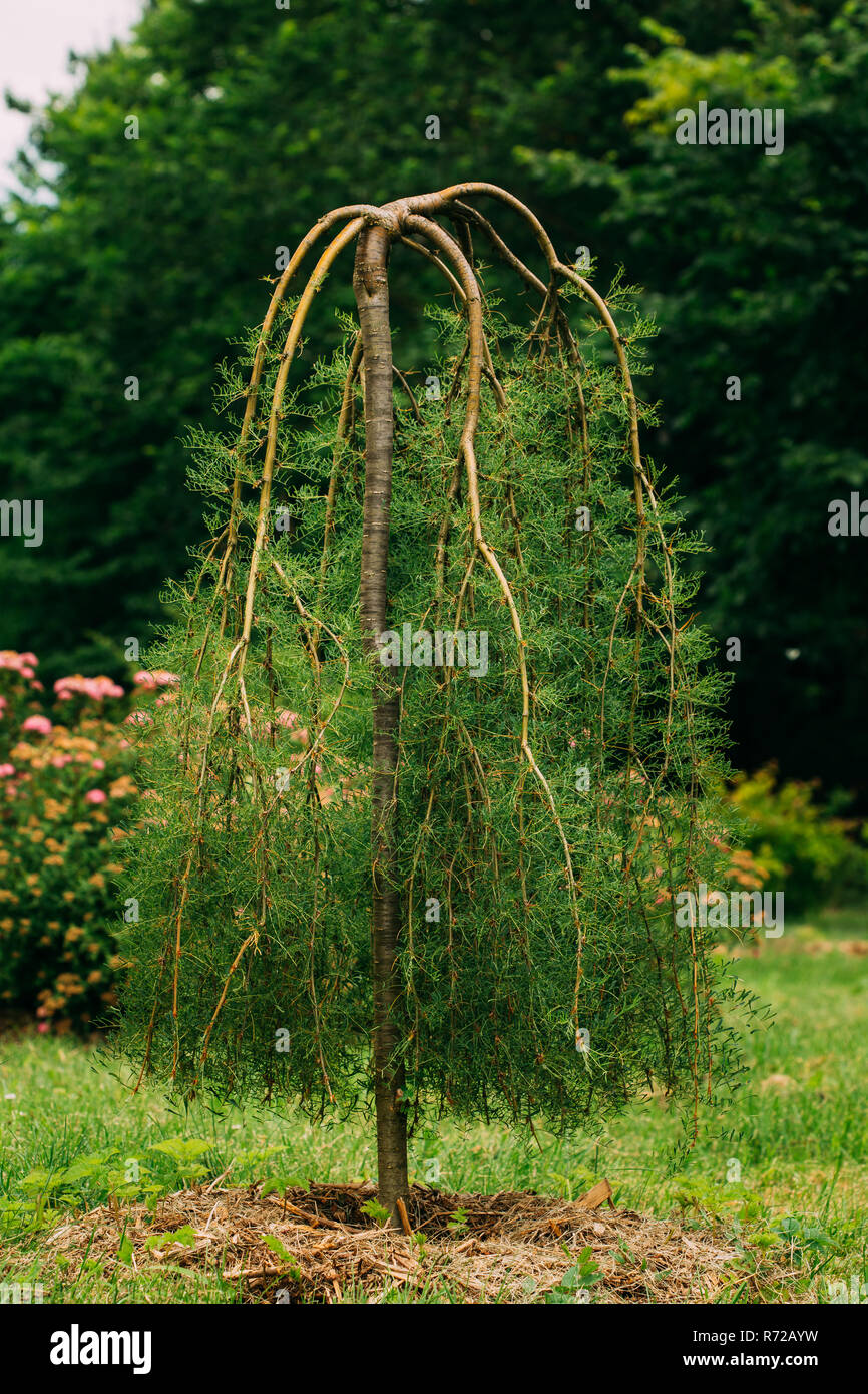 Caragana arborescens Lam. Pendula. Caragana arborescens, sibirische Peashrub, sibirische Pea-Baum ist eine Pflanzenart aus der Gattung der Hülsenfrucht Native nach Sibirien und in Teilen von Ch Stockfoto