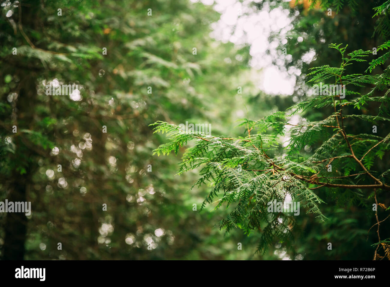 Zweig der Grne Thuja Nadelholz Baum im Wald Wald. Thuja ist eine Gattung  von Nadelbumen in der Familie Cupressaceae - Zypresse Stockfotografie -  Alamy