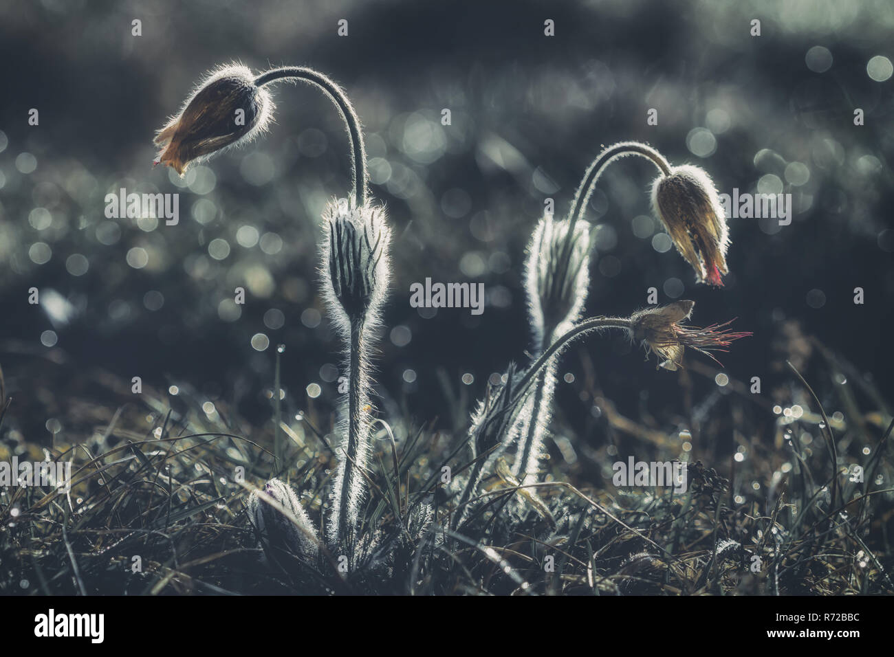 Nahaufnahme von rosa Pasque Blumen (auch genannt Pulsatilla) auf dunklem Hintergrund. Stockfoto