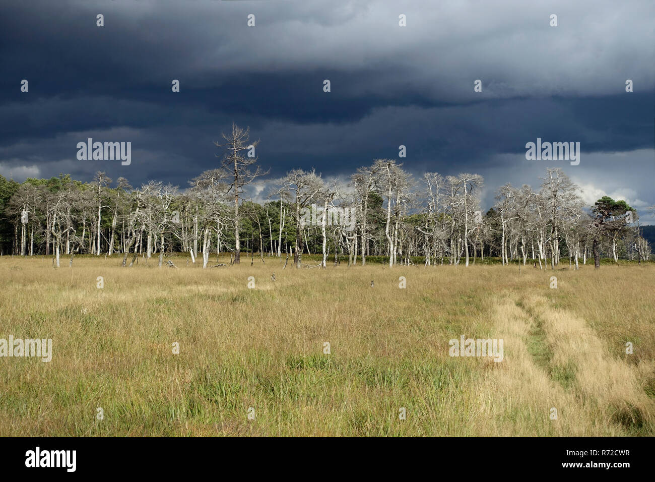 Ein drohendes Gewitter kommt oben über das Hohe Venn, eine erhöhte in der Eifel an der Grenze zwischen Belgien und Deutschland. Stockfoto