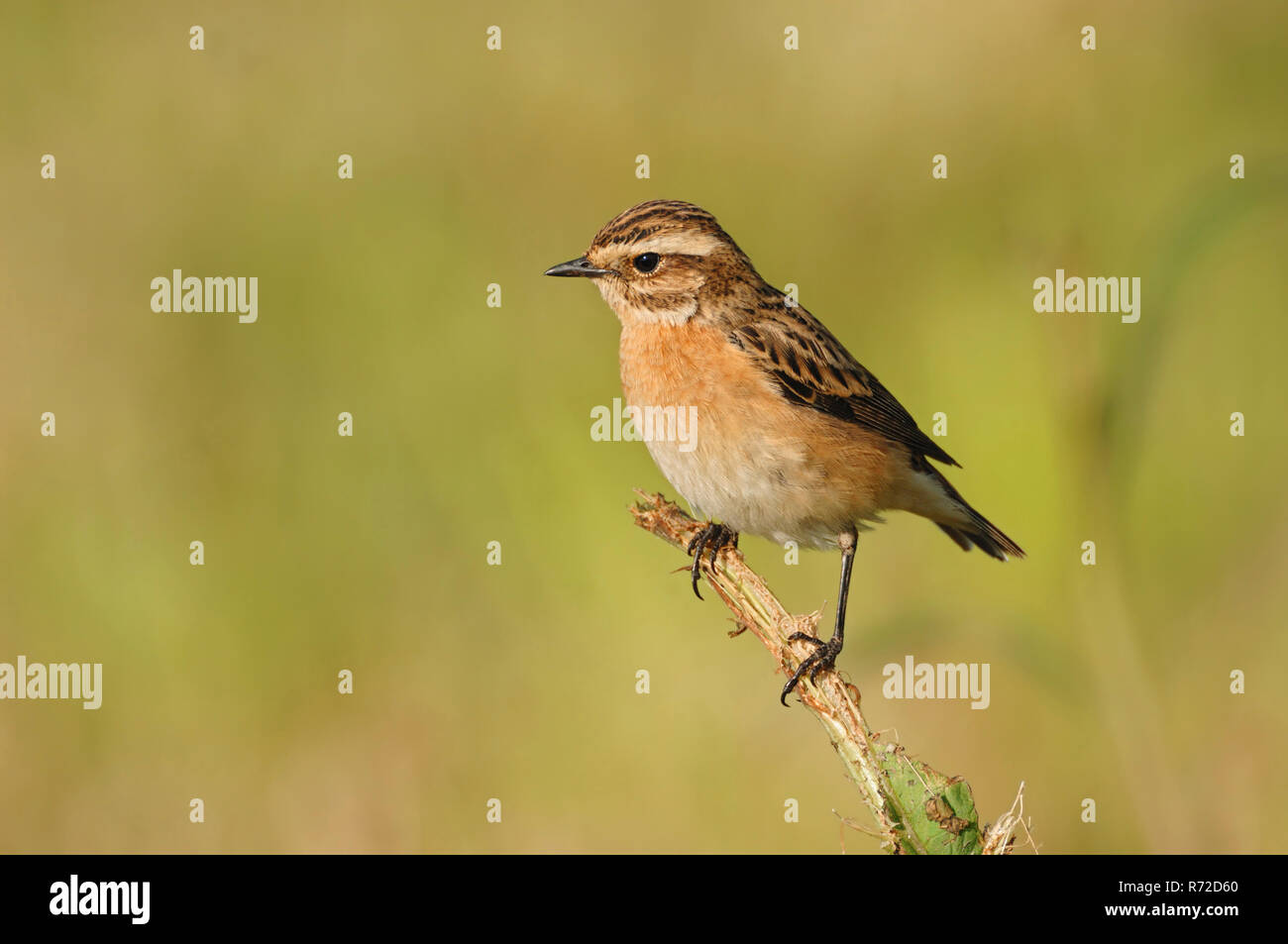 / Braunkehlchen Braunkehlchen (Saxicola rubetra) auf einem Zweig gehockt, männlich im schönen Zucht Kleid, typisch aber seltene Vogelarten der offenen Grasland. Stockfoto